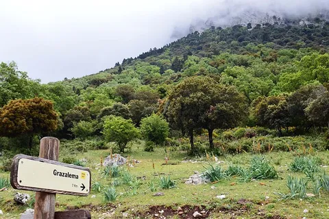 The Pinsapar (Sierra de Grazalema NP) PR A 347