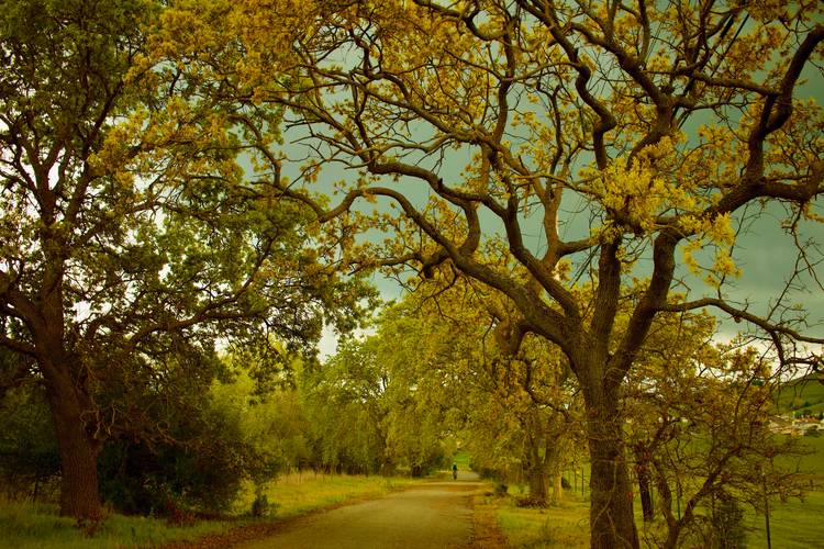 Somersville Road, Coal Canyon and Stewartville Loop Trail