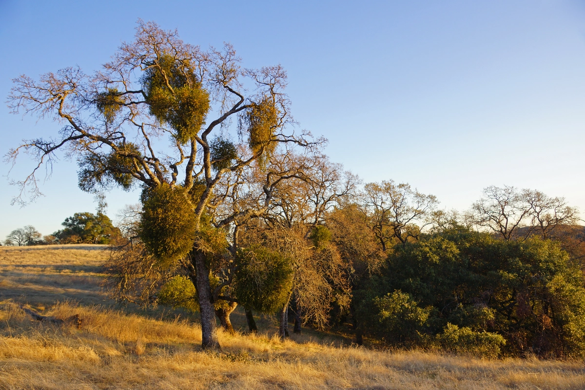 Middle Ridge Trail via Flat Frog Trail and Middle Ridge Trail