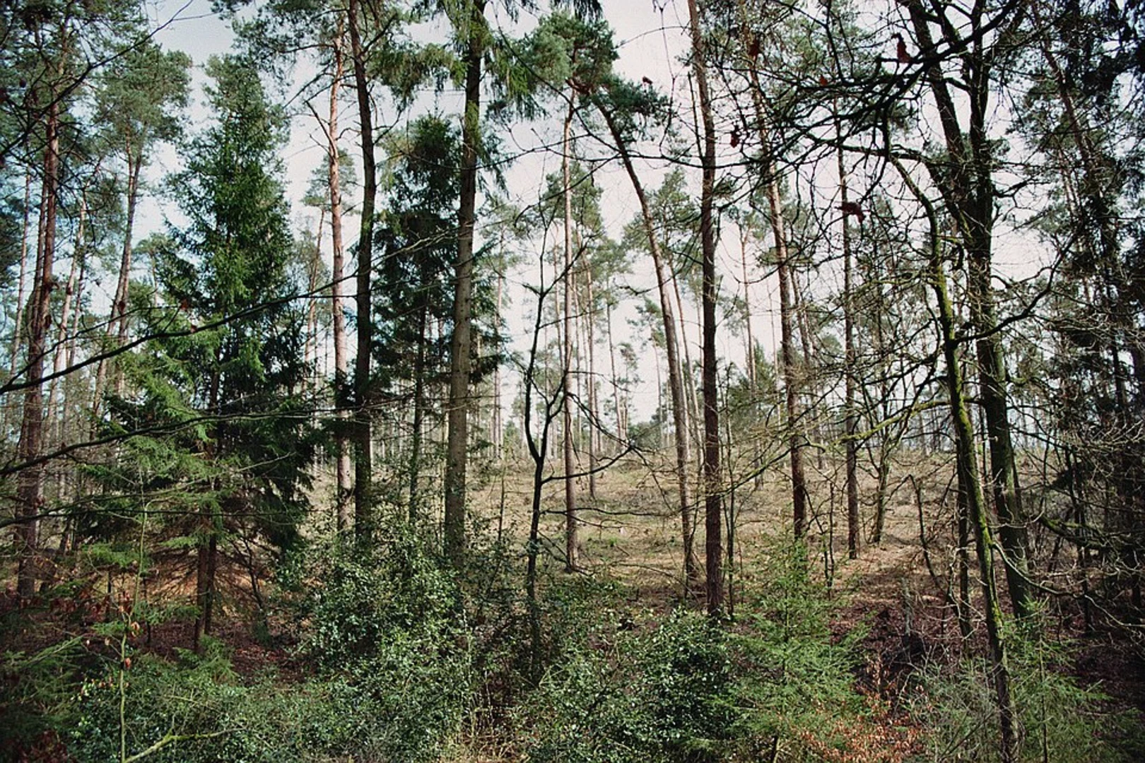 An image depicting the trail Buchholzer Weg and Marienforster Weg Loop and its surrounding area.