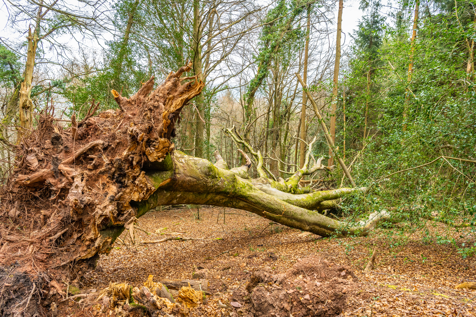 An image depicting the trail Horner Woods and its surrounding area.