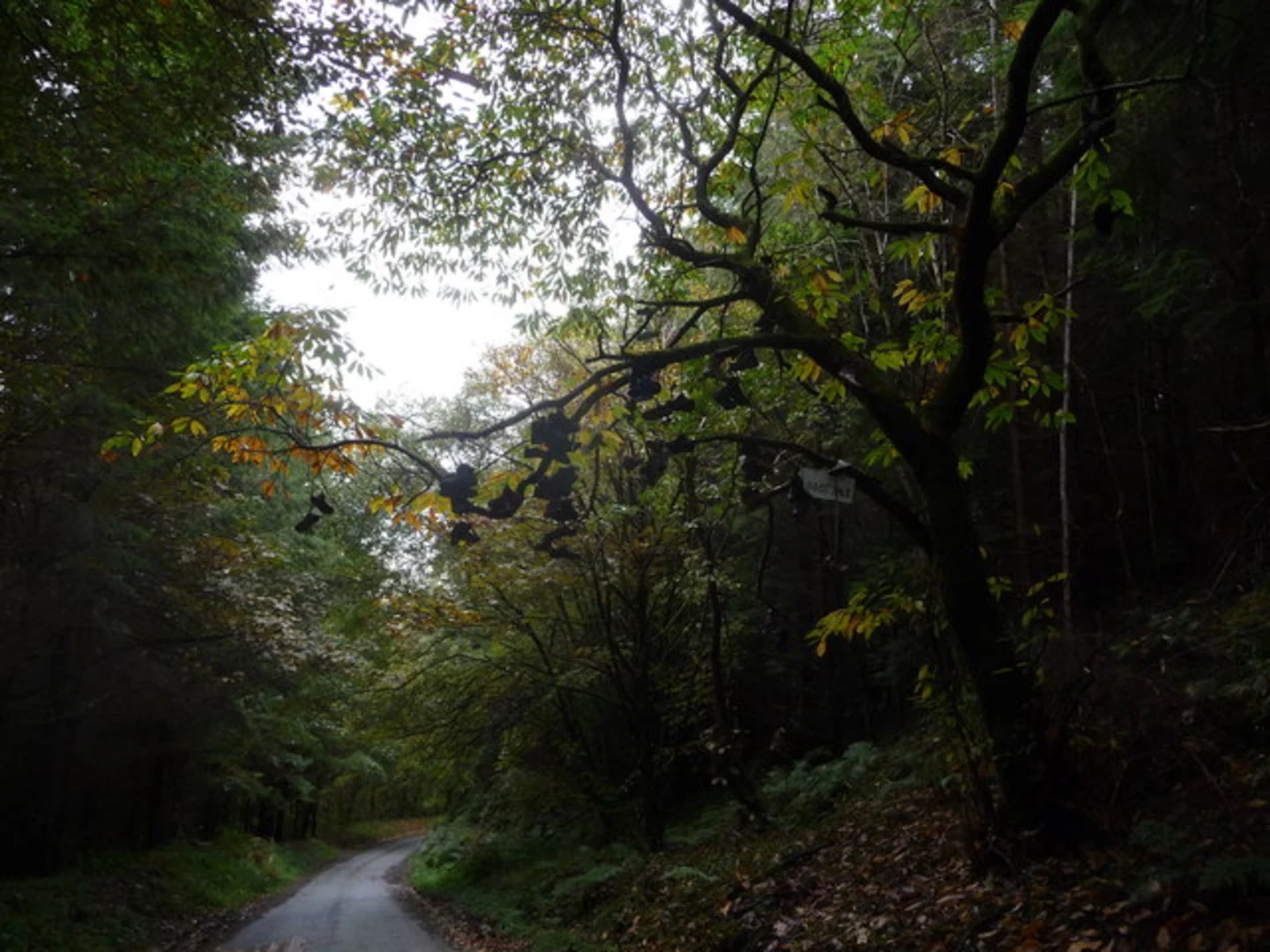 An image depicting the trail Blakeridge Wood and Bishop's Castle and its surrounding area.