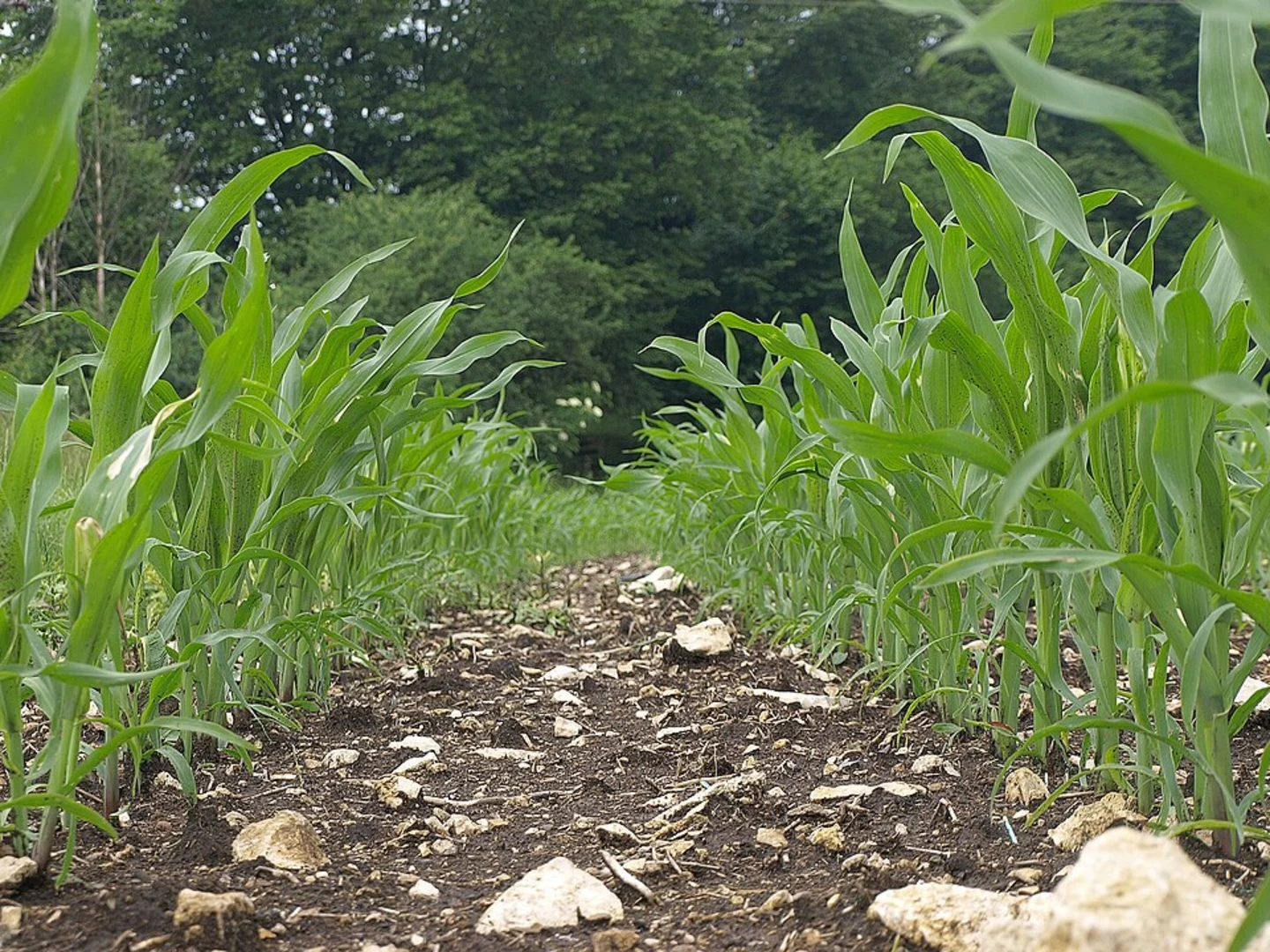 An image depicting the trail Gelnhaeuser Rundweg and Kulturweg Gelnhausen and its surrounding area.