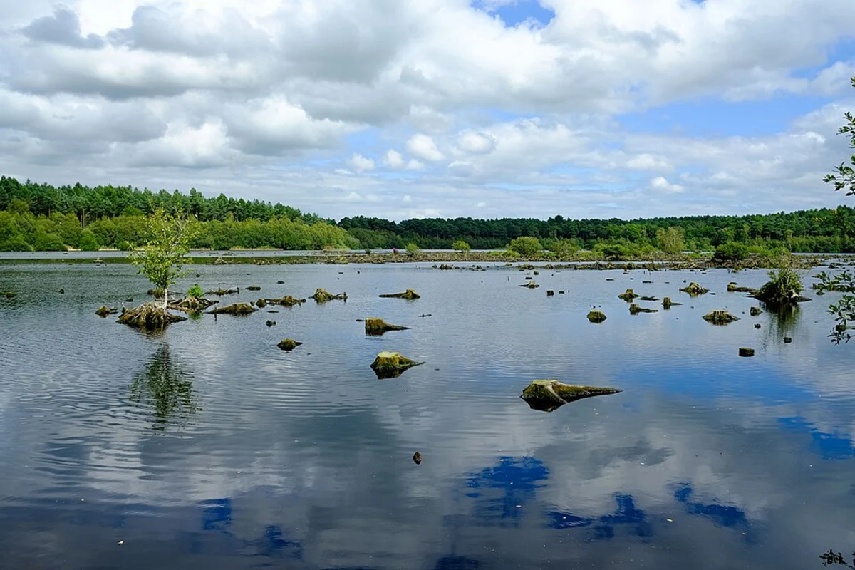 Delamere Forest Loop via Blakemere Moss