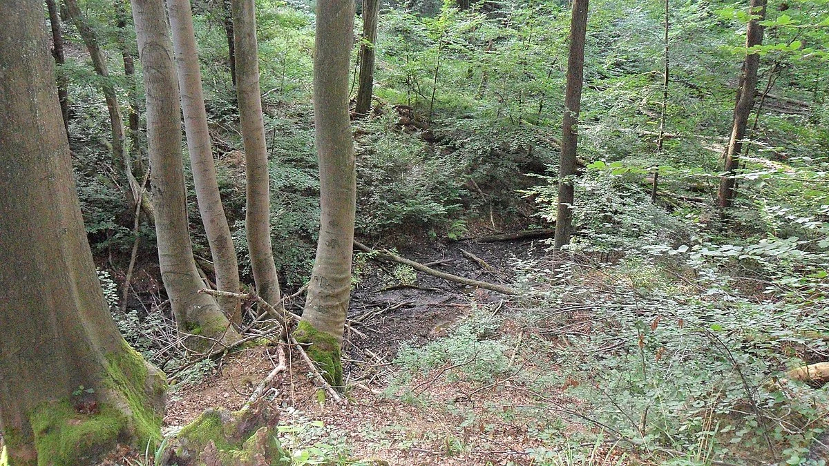 Rhine and Annaberger Bach Loop via Rheinsteig