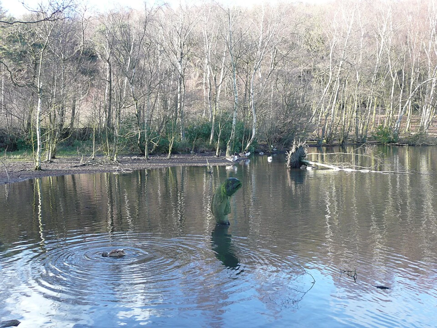 An image depicting the trail Cuckoo Nest Wood and Coppice Pond Loop and its surrounding area.
