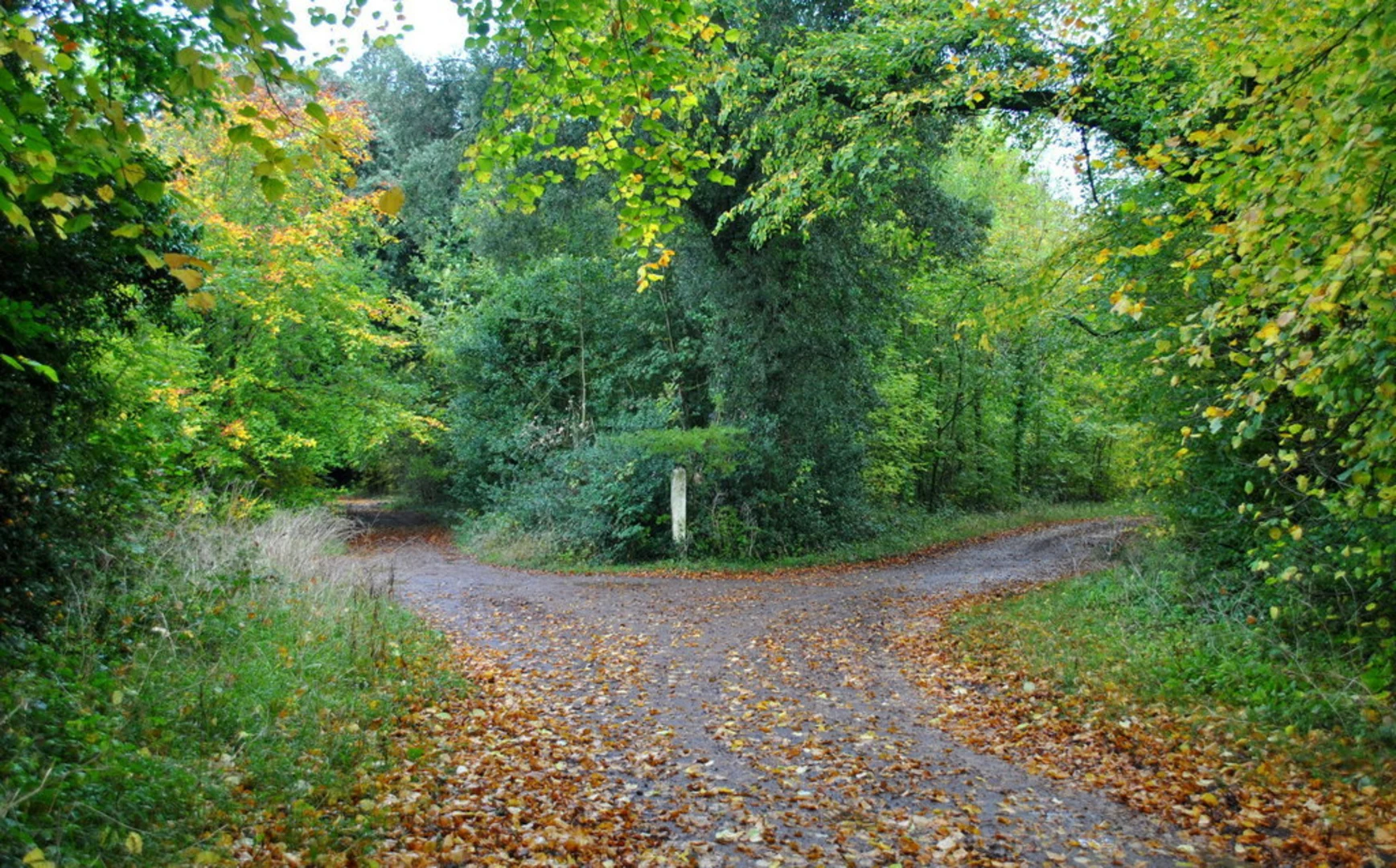 An image depicting the trail Badminton Woodland and Parkland and its surrounding area.
