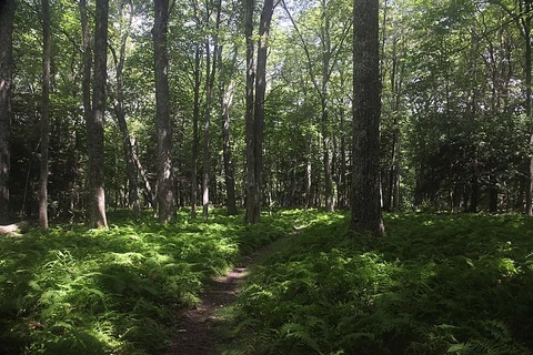 An image depicting the trail War Branch Trail and its surrounding area.