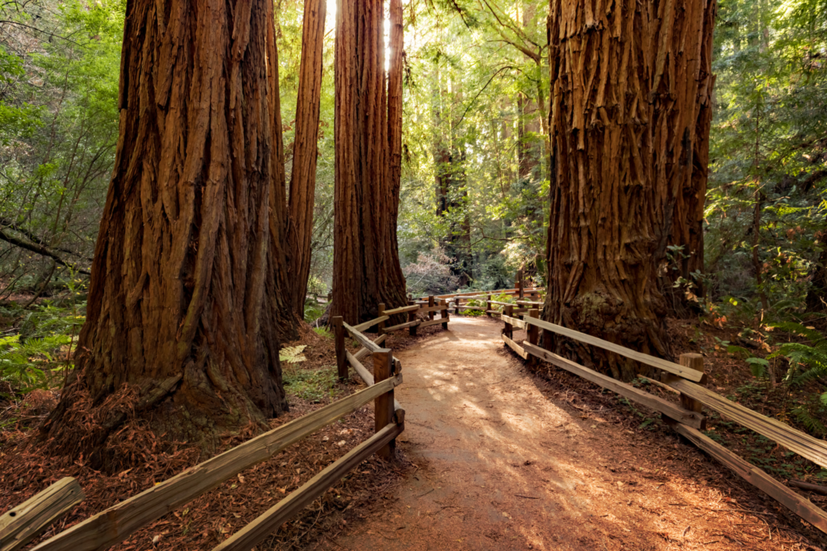 An image depicting the trail Canopy View to Dipsea Trail and Sun Loop Trail and its surrounding area.