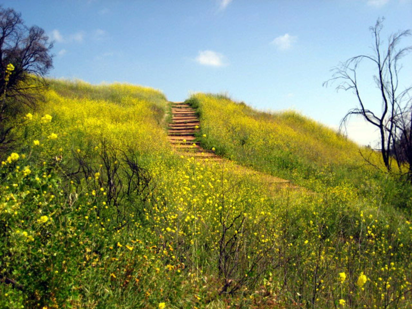 An image depicting the trail Chutes Trail and Chutes Ridgeline Loop Trail and its surrounding area.