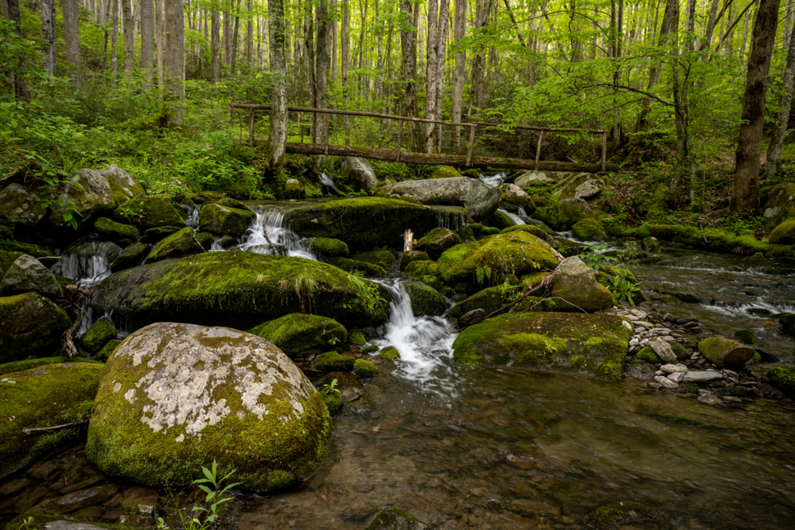 An image depicting the trail Jakes Creek via Miry Ridge Trail and Appalachian Trail and its surrounding area.