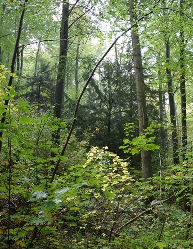 Solling-Harz Querweg and Plesse-Menschenrechtspfad