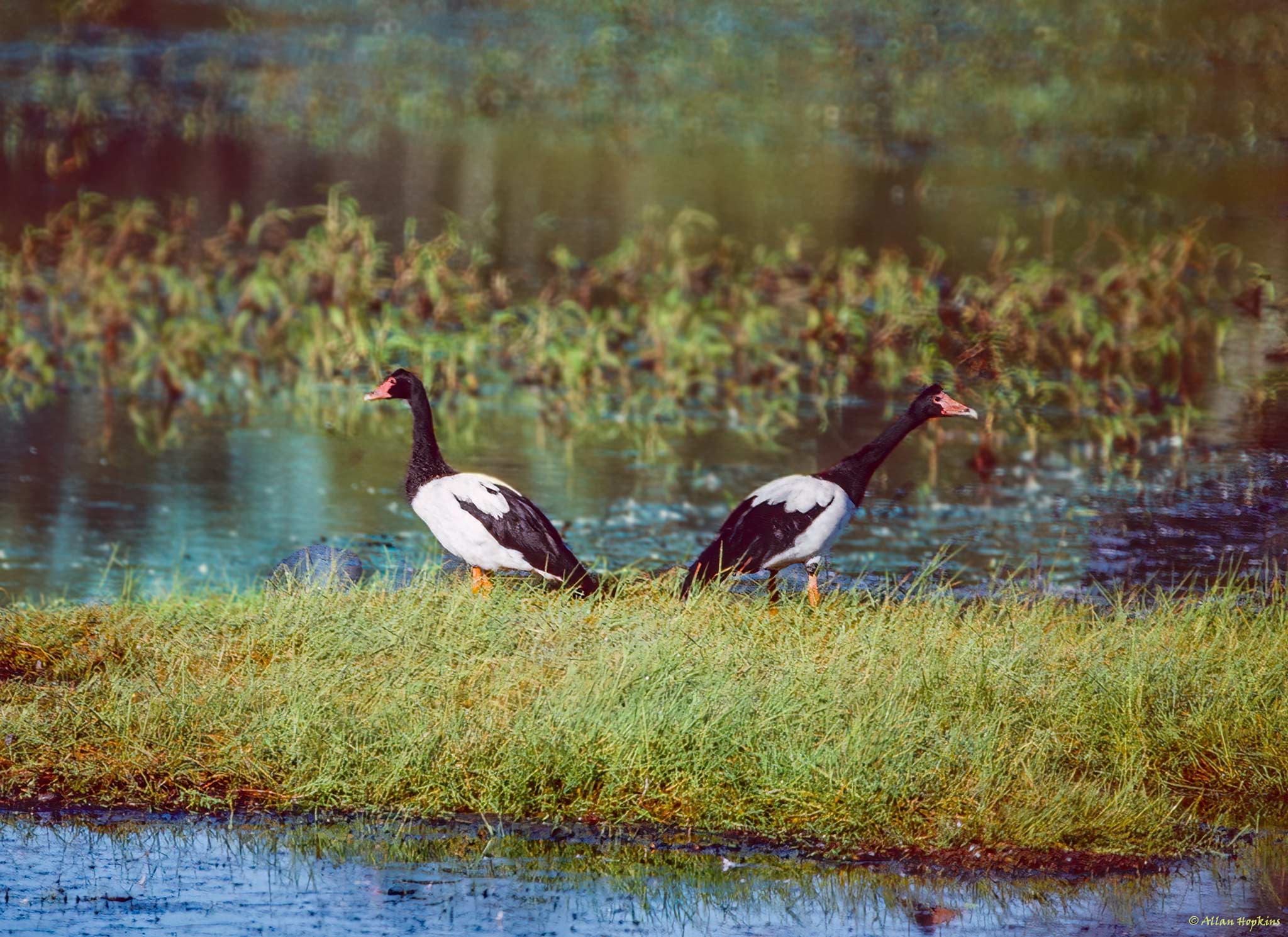 An image depicting the trail Hasties Swamp National Park and its surrounding area.
