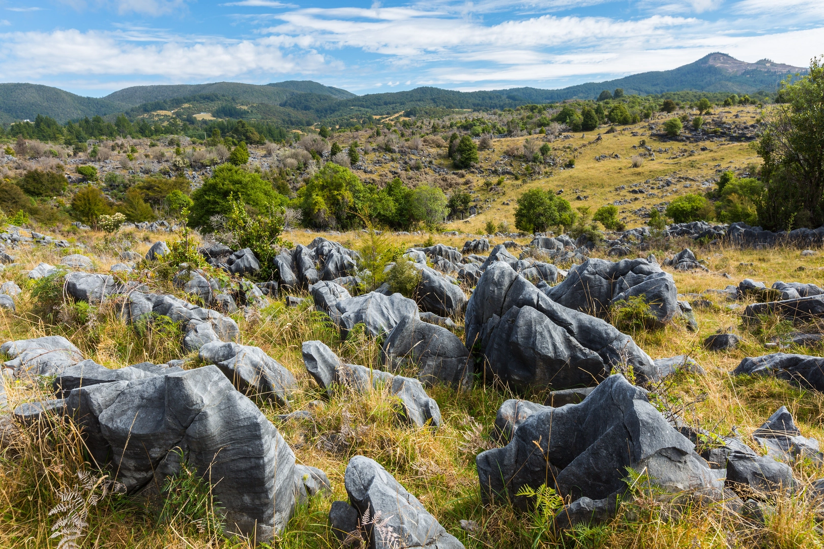 An image depicting the trail Takaka Hill Loop and its surrounding area.