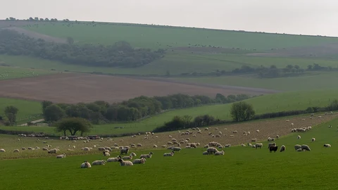 Cissbury Ring and Cissbury Plantation