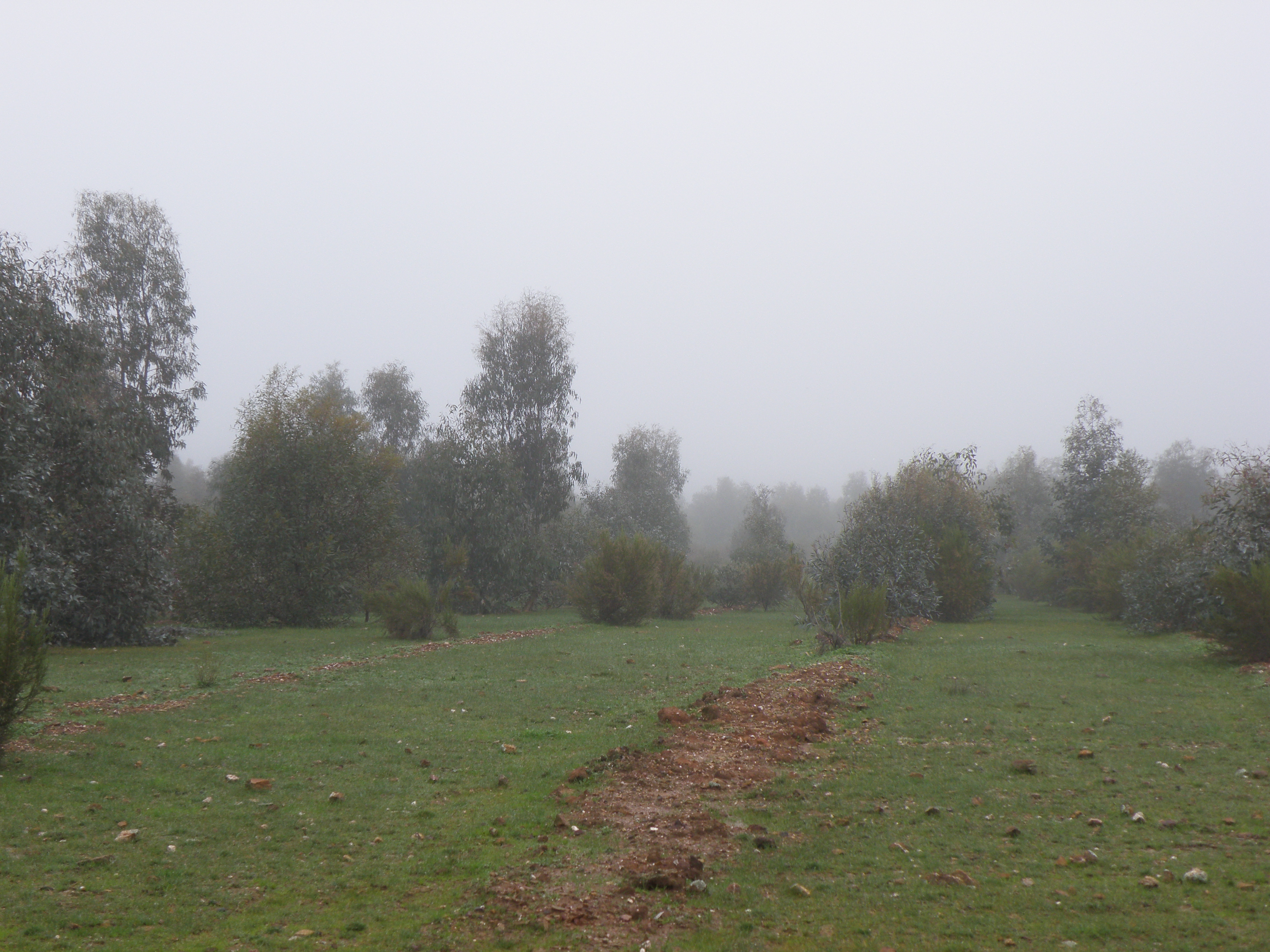 An image depicting the trail Greater Bendigo National Park and its surrounding area.