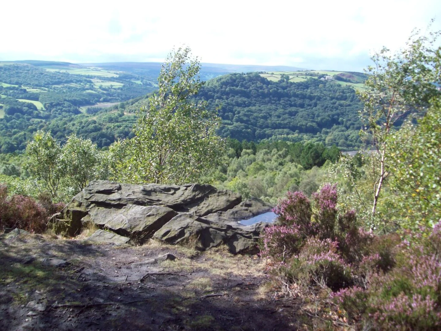 An image depicting the trail Wharncliffe Woods Loop and its surrounding area.