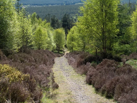 An image depicting the trail Potato Hill, Crossfield Plantation, Tinker Hills Plantation and Hamsterley Forest Loop and its surrounding area.