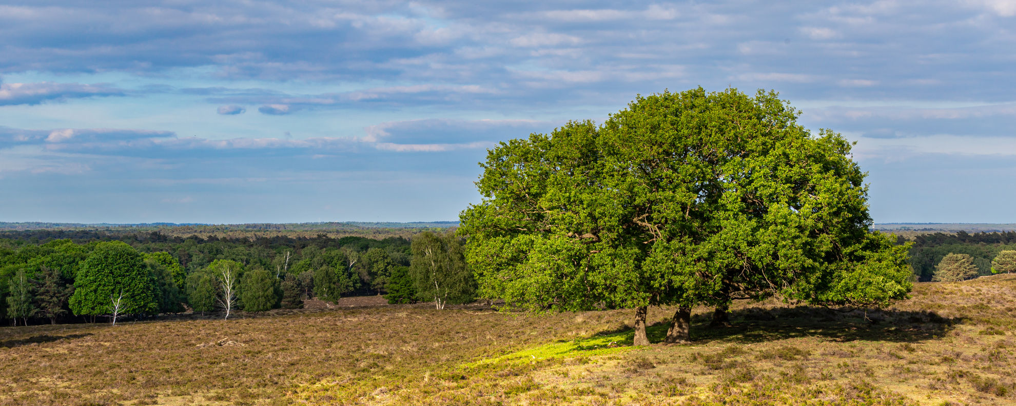 An image depicting the trail Galgenberg, Loenermark and Zilvense Heide Loop and its surrounding area.
