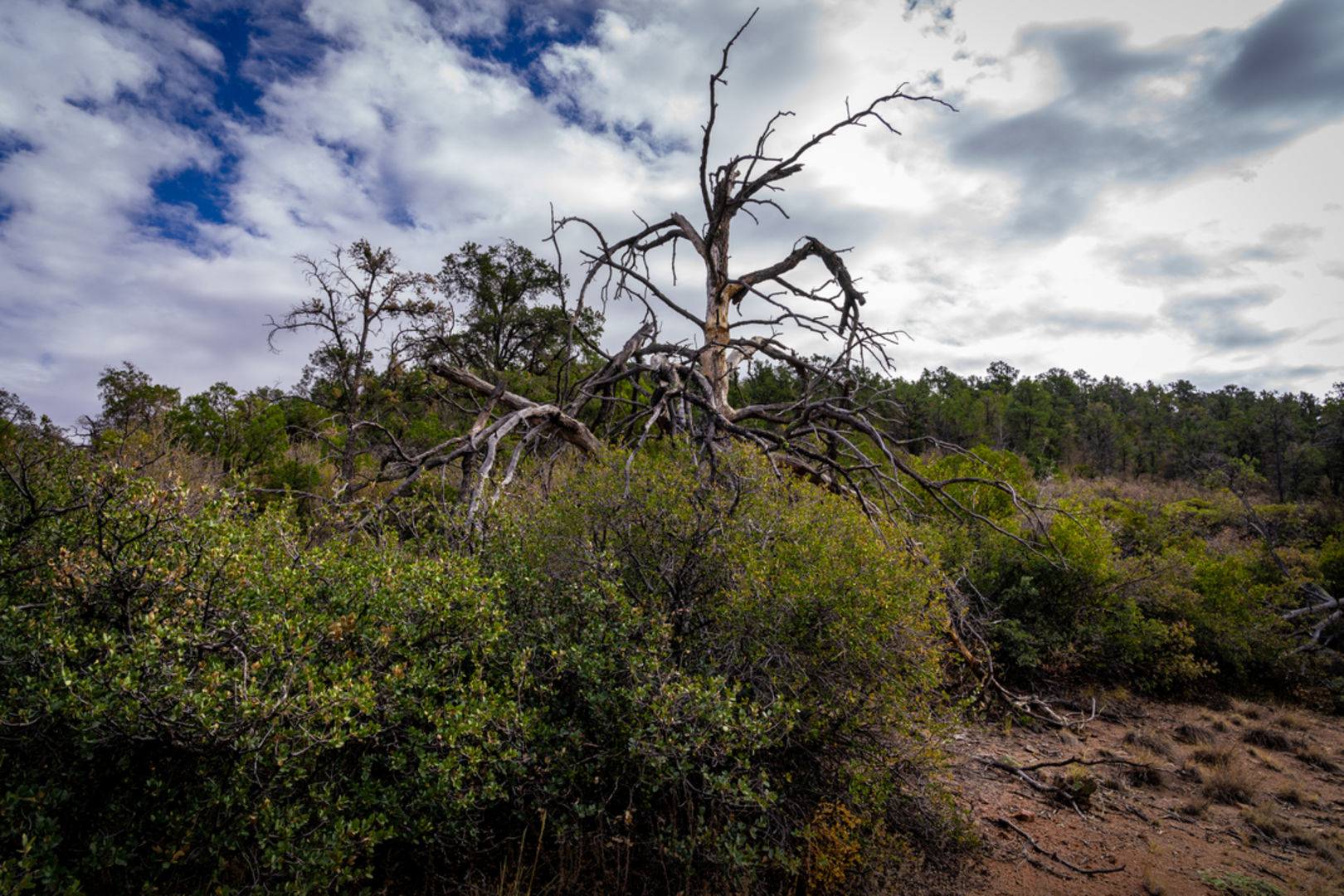 An image depicting the trail Surprise Spring Trail and its surrounding area.