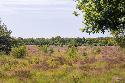 Boswachterij De Kempen and Landgoed Pals Loop
