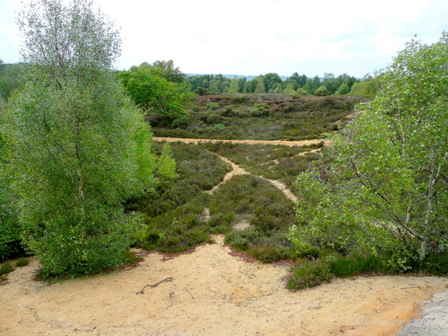 An image depicting the trail Bordon Inclosure Loop and its surrounding area.