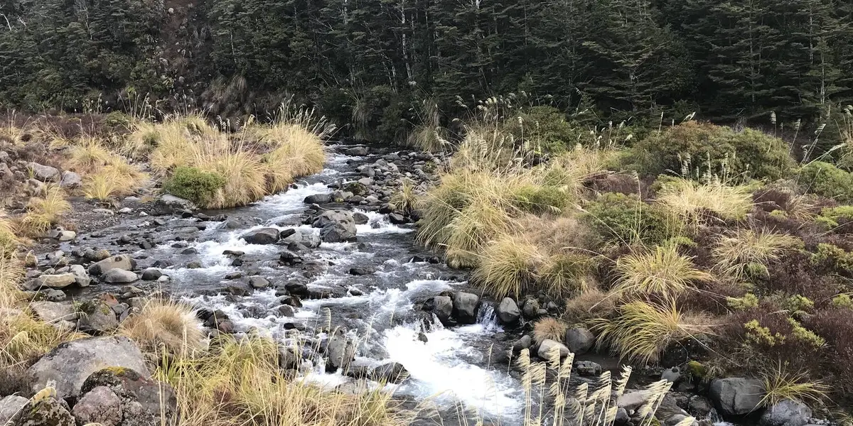 Whakapapanui Walk