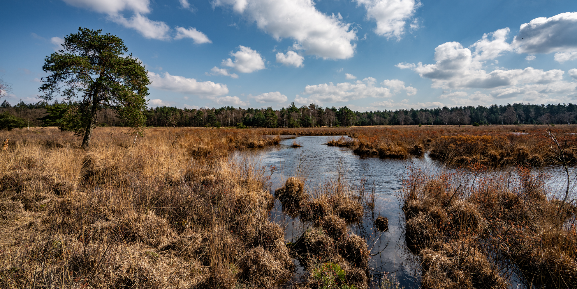 An image depicting the trail Ardbrandsche, Klein Hasselsven and Borkelsche Heide Loop and its surrounding area.
