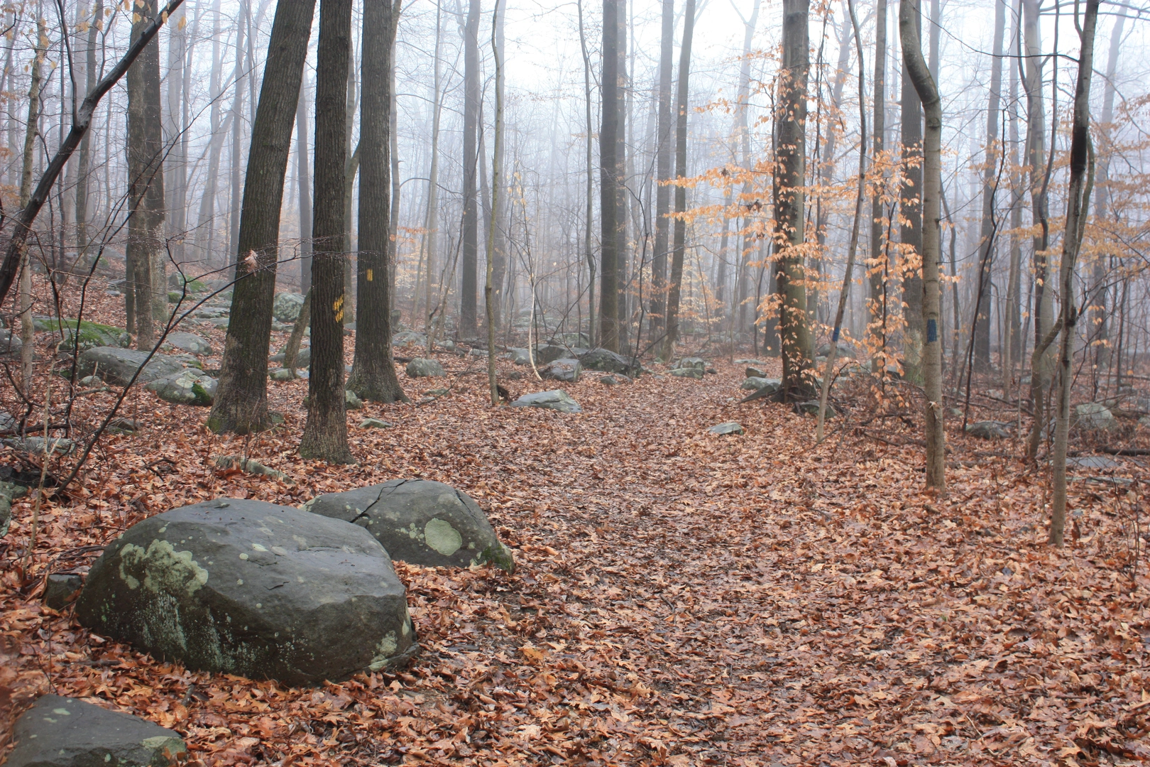 An image depicting the trail High Falls from Ringing Rocks Road and its surrounding area.