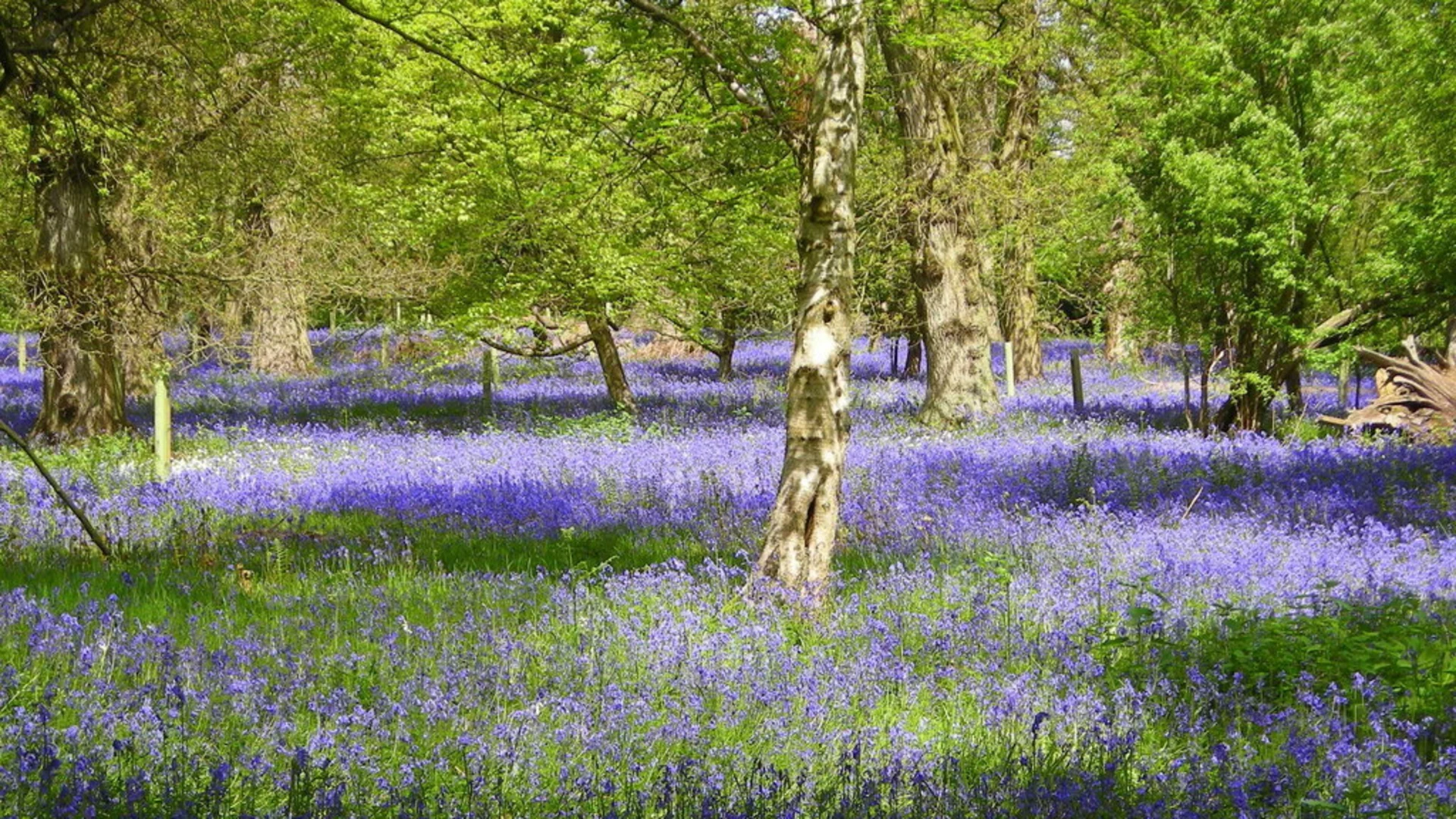 An image depicting the trail Harcourt Arboretum Loop and its surrounding area.