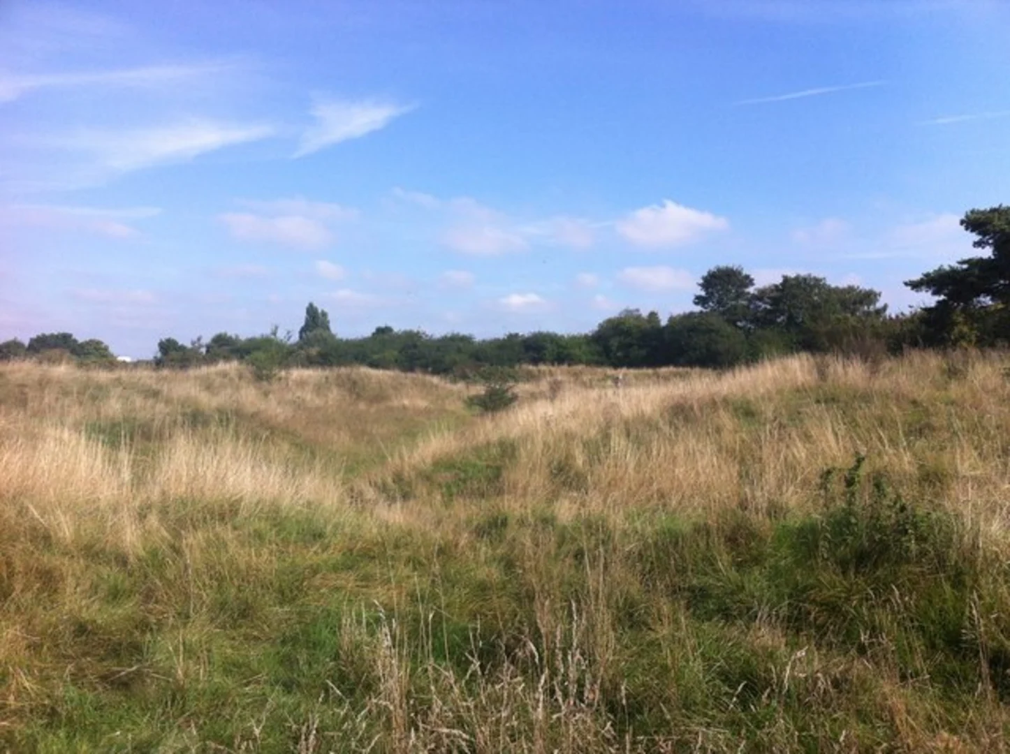 An image depicting the trail Bradlaugs Fields Loop and its surrounding area.