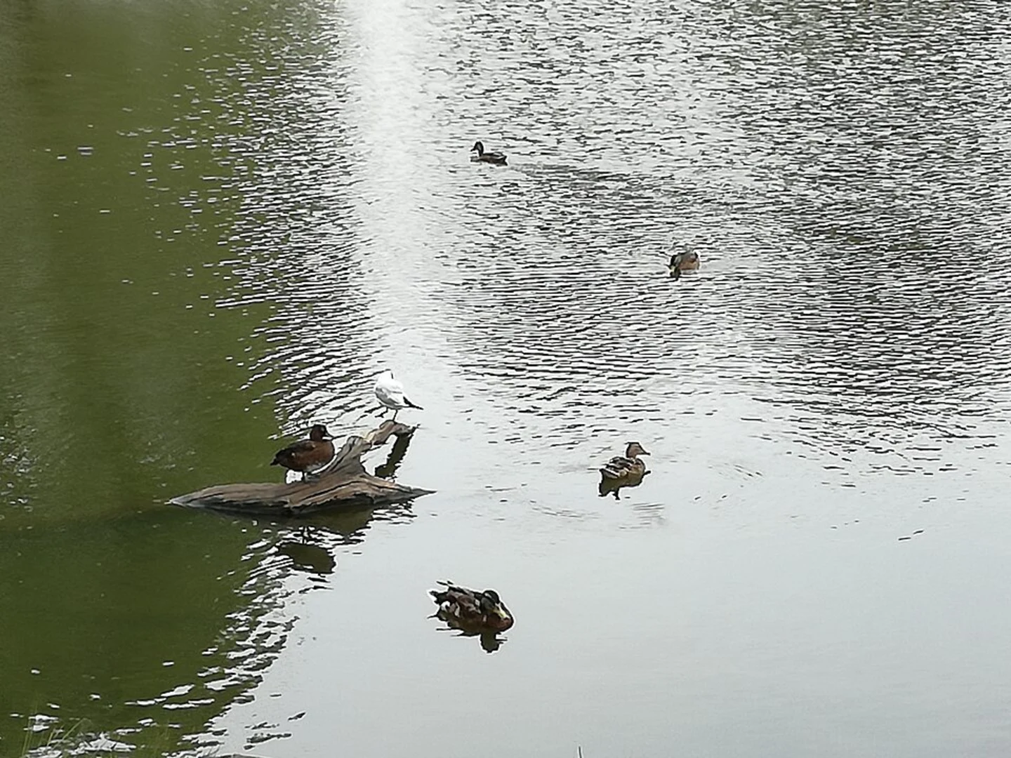 An image depicting the trail Richmond Park via Tamsin Trail and its surrounding area.