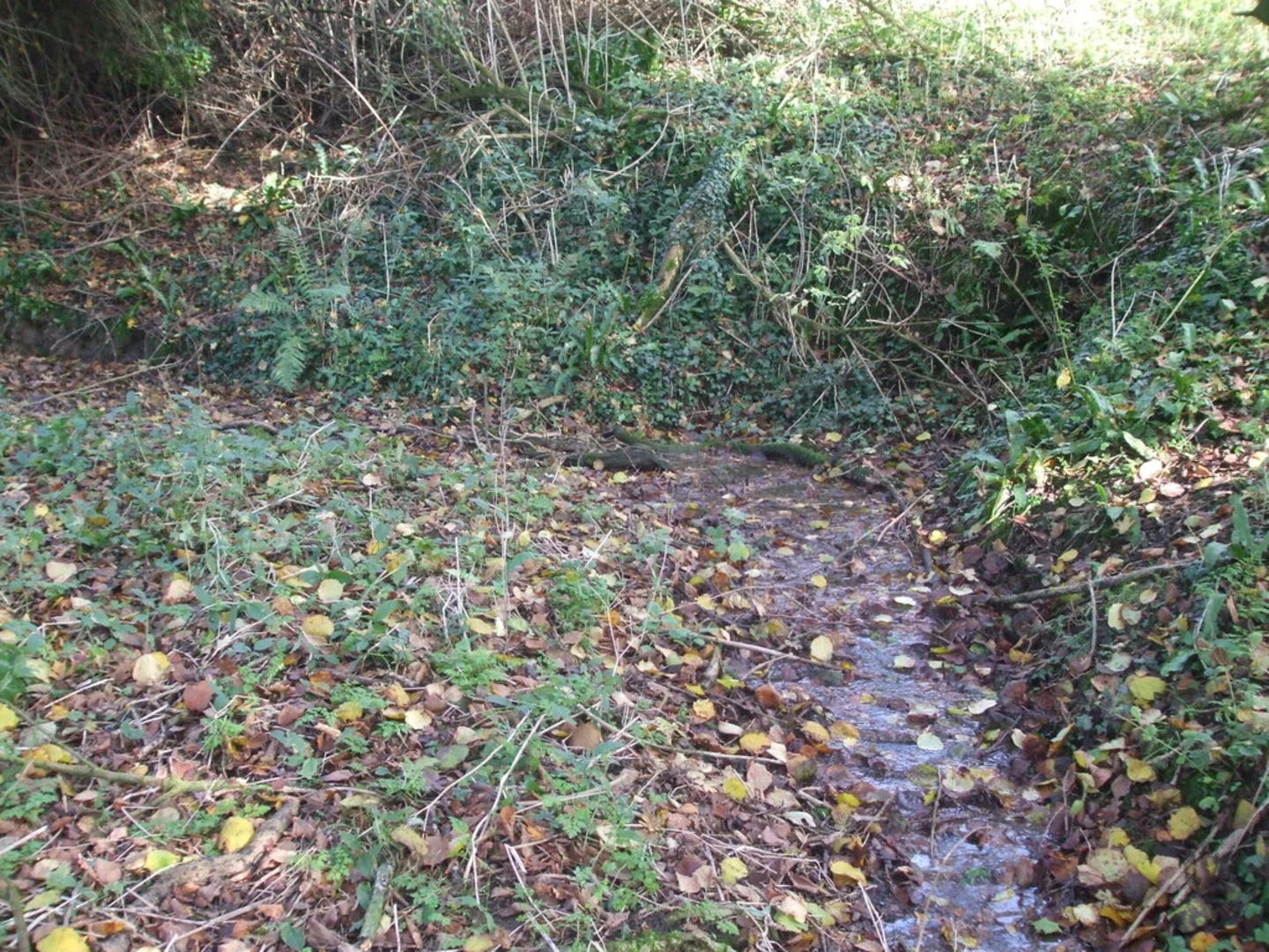 An image depicting the trail Dundry Loop and its surrounding area.