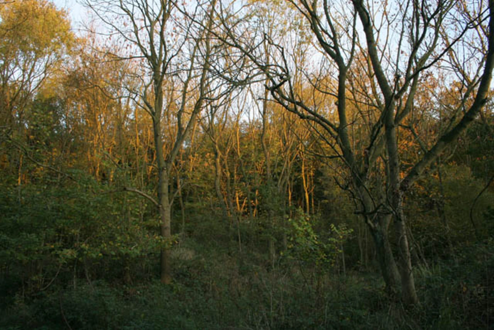An image depicting the trail Twyford Wood Walk and its surrounding area.