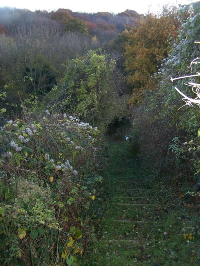 An image depicting the trail Monkdown Wood, Newlands Wood and Magpie Wood and its surrounding area.