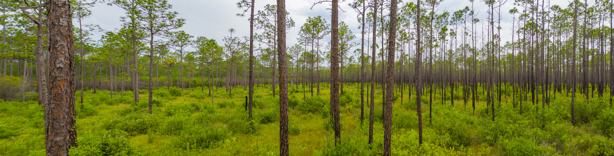 An image depicting the trail Tallahassee- St Marks Historic Railroad State Trail and its surrounding area.