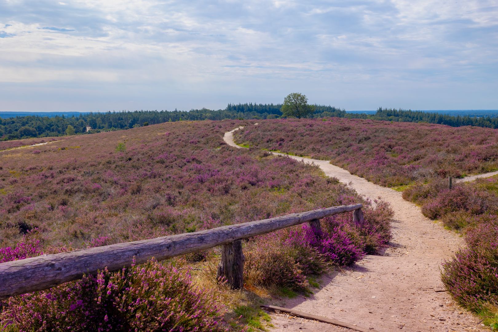 An image depicting the trail Archemerberg via Oude Dijk and Oude Raalter Weg and its surrounding area.