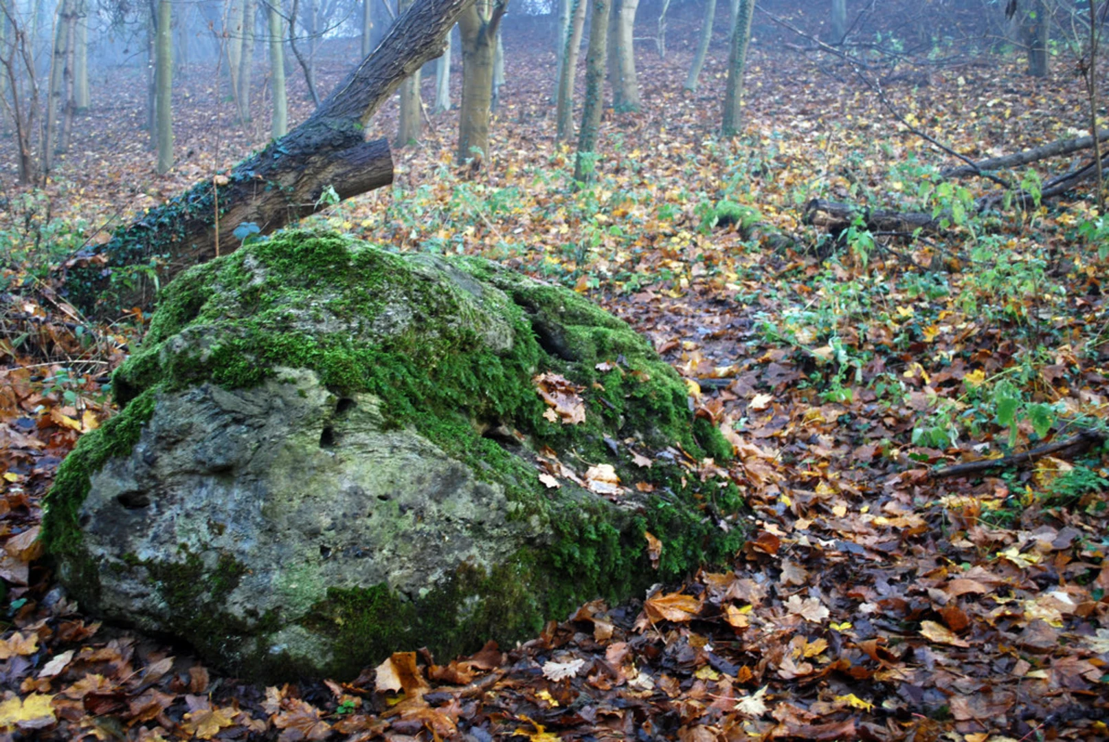 An image depicting the trail Big Plantation, Great Stone of Lying and 100 Year Wood and its surrounding area.