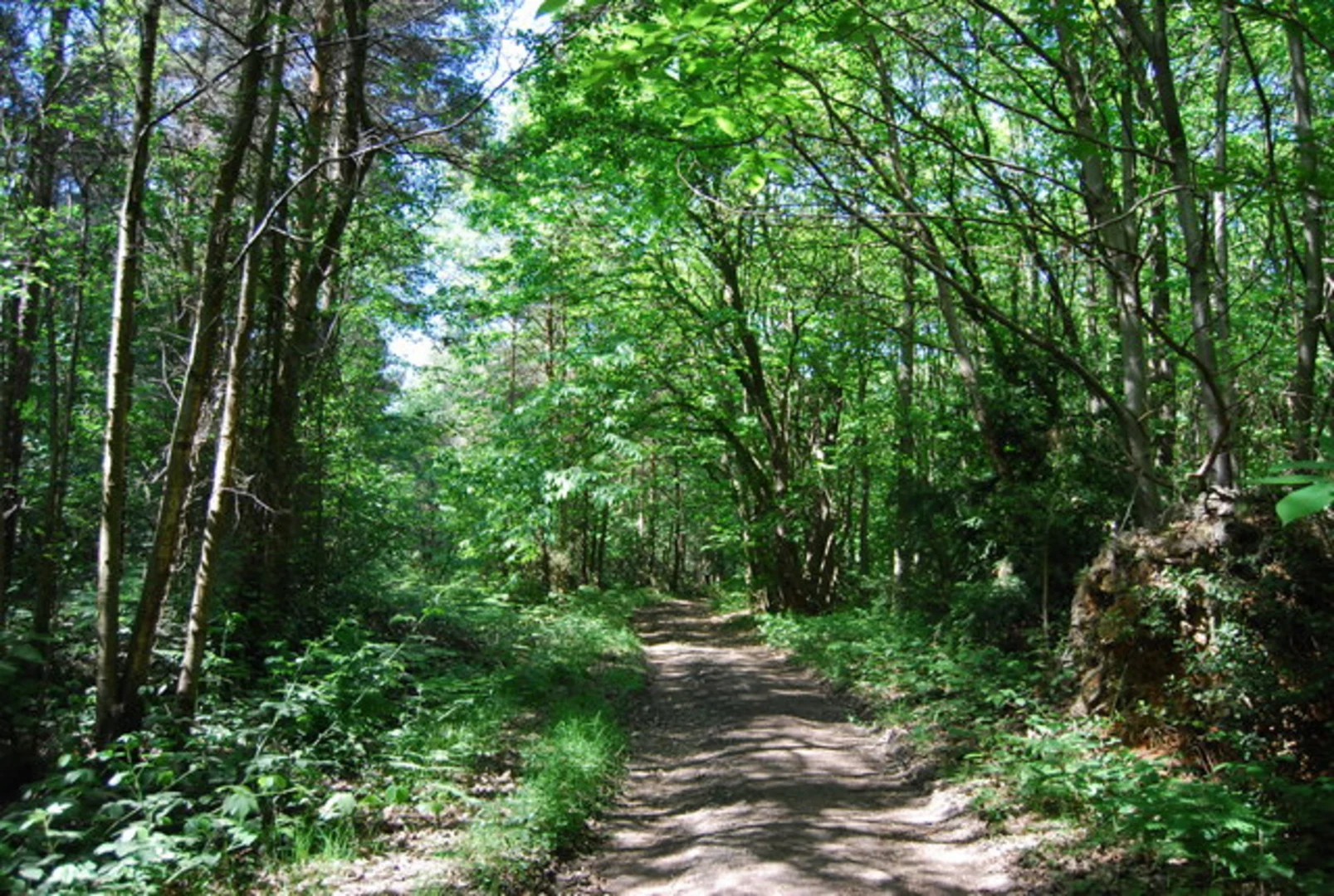 An image depicting the trail Mereworth Woods and its surrounding area.