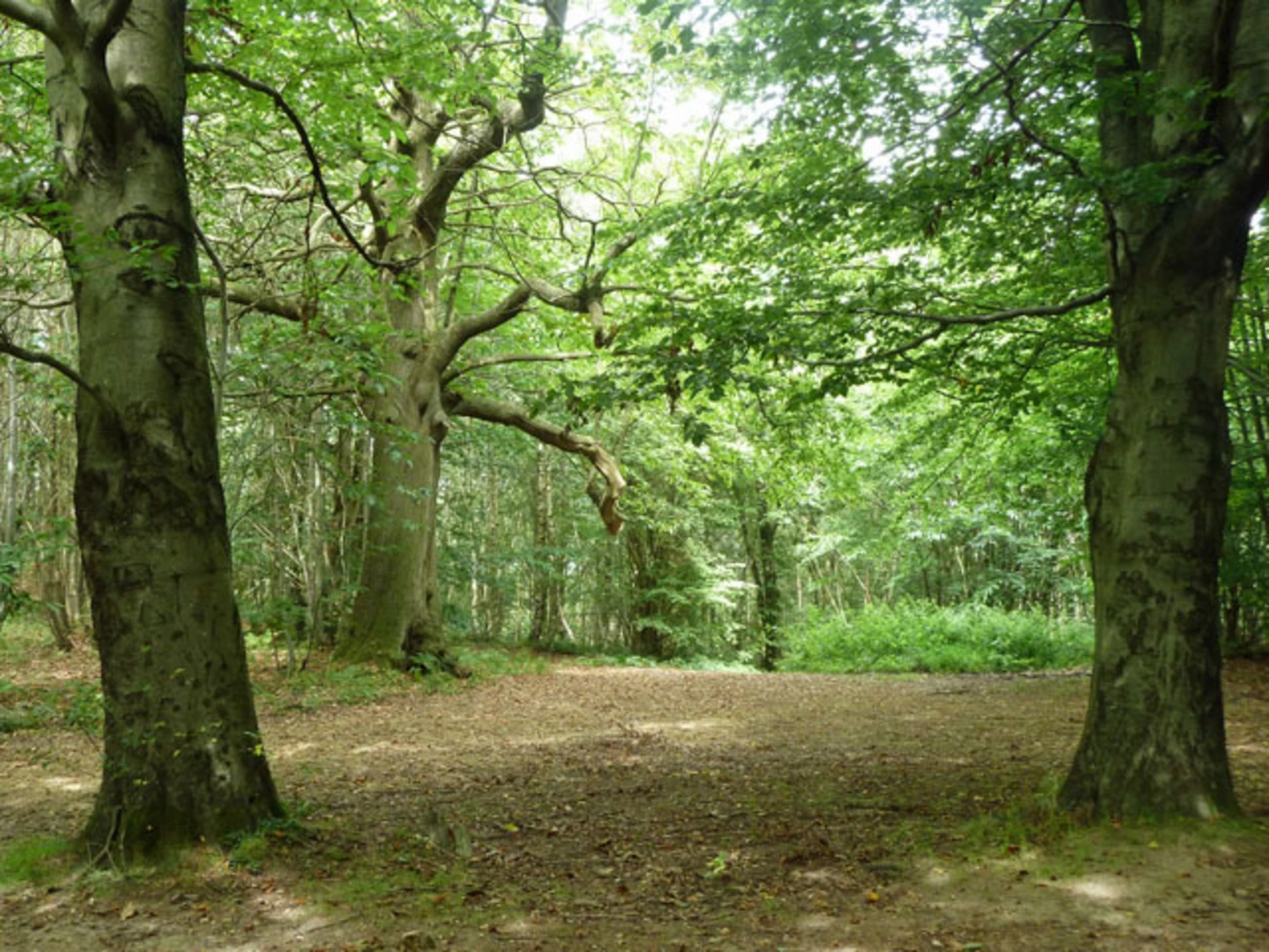 An image depicting the trail Flexham Park Short Loop and its surrounding area.