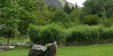 An image depicting the trail Millennium Forest Trail and its surrounding area.