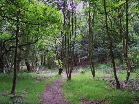 An image depicting the trail Chetwynd Coppice Loop and its surrounding area.