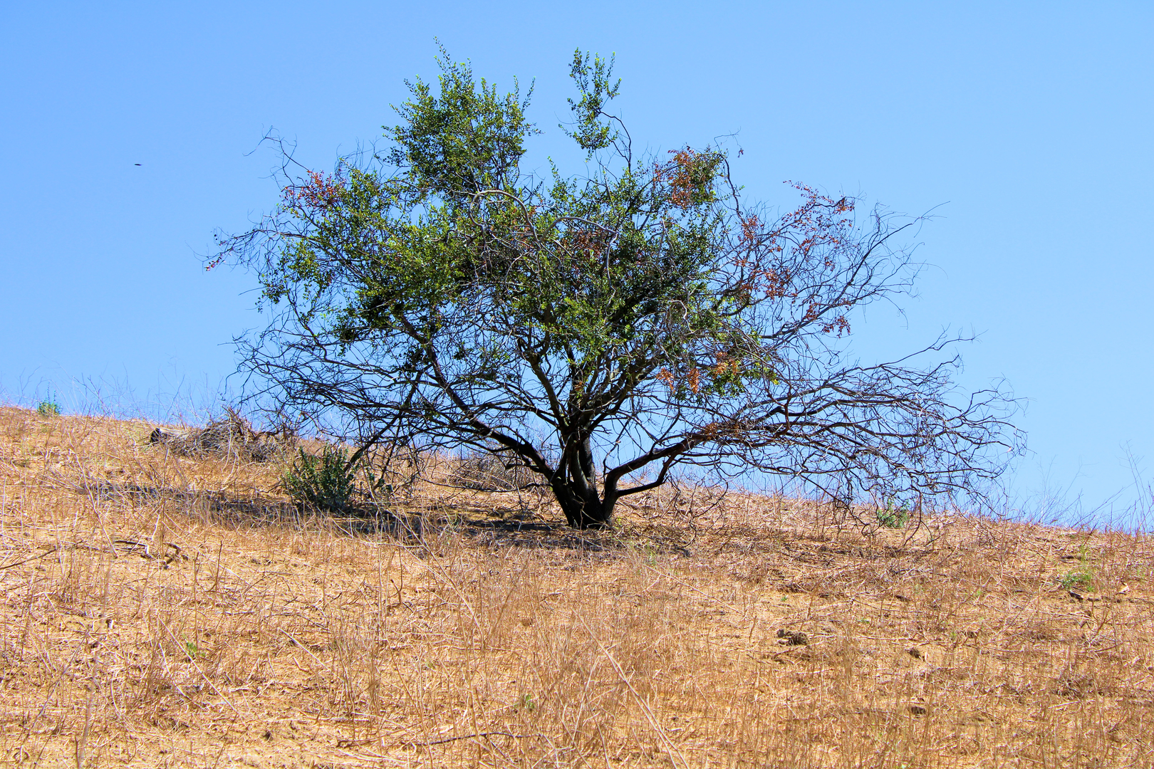 An image depicting the trail Powder Canyon and Schabarum Extension Loop Trail and its surrounding area.