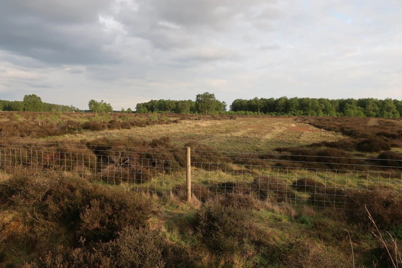 An image depicting the trail Cavenham Heath and its surrounding area.