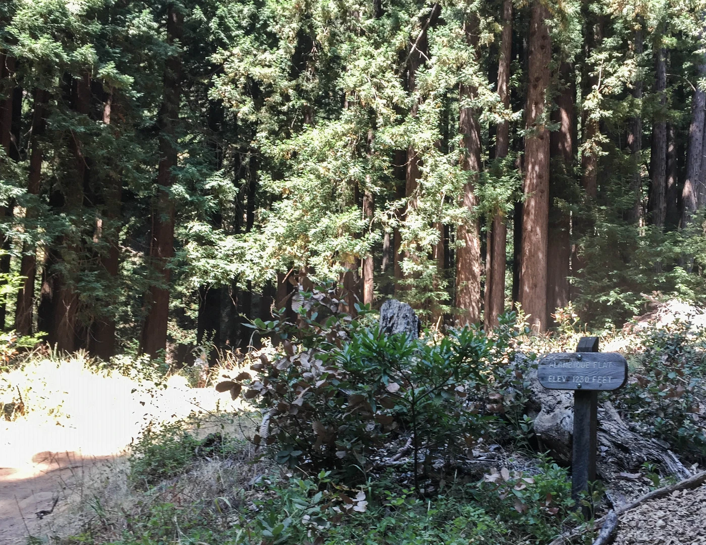 An image depicting the trail Madrone Trail and Bear Gulch Loop Trail and its surrounding area.