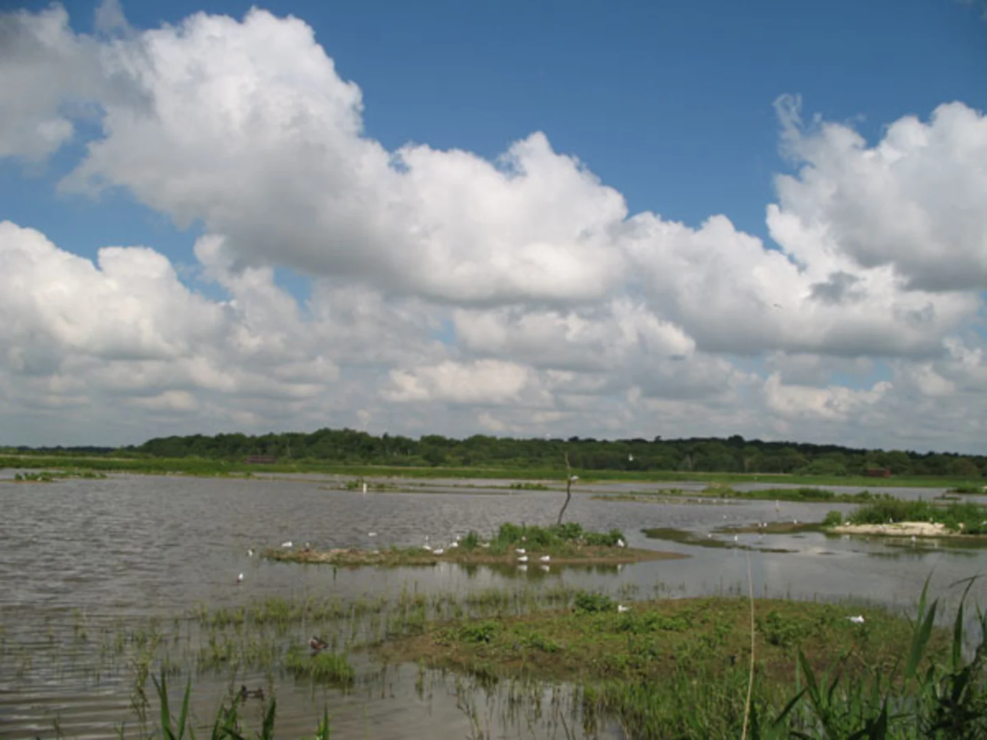 An image depicting the trail RSPB Minsmere Loop and its surrounding area.