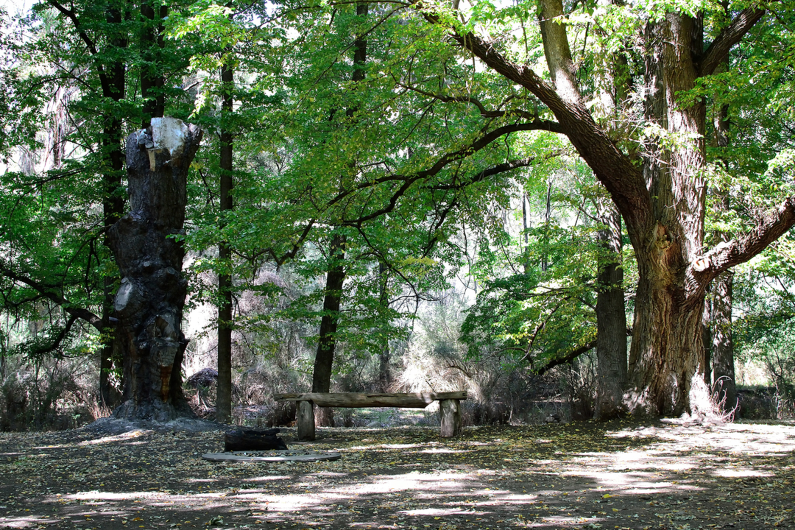 An image depicting the trail The Viking and Blue Hills Trail and its surrounding area.