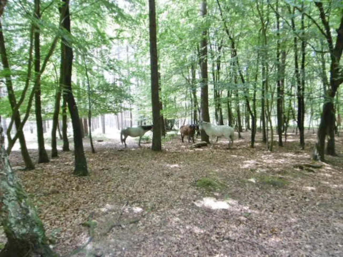 An image depicting the trail Dibden Inclosure Loop and its surrounding area.
