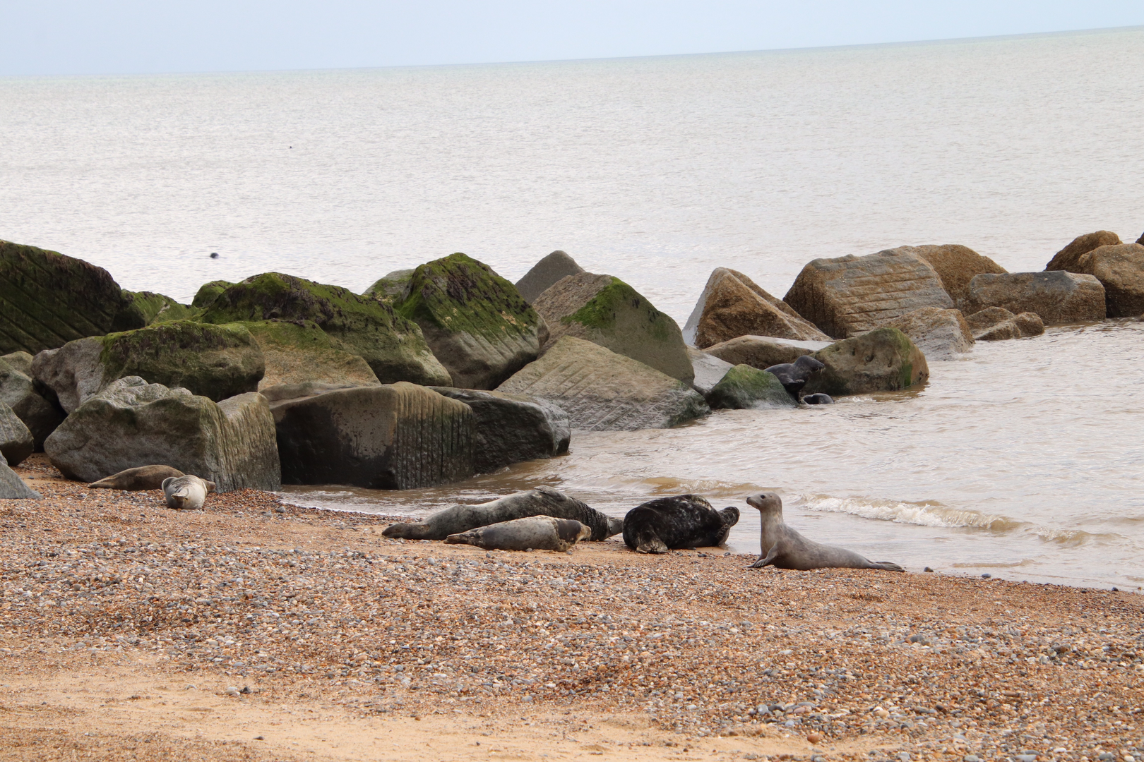 An image depicting the trail Horsey Windpump and Beach Walk - Norfolk and its surrounding area.