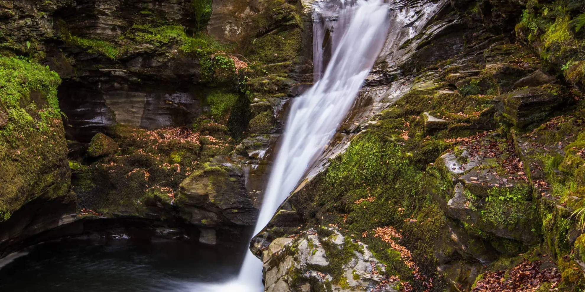 An image depicting the trail Acharn Forest Walk and its surrounding area.